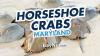 Where To See Horseshoe Crabs In Maryland: Best Beaches And When To Go