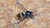 Washington reports first yellow-legged hornet, and officials race to keep it from spreading