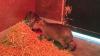 England joins hunt for runaway capybara after dogs, drones, and pub sightings fail to catch her