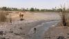 In Gambia, Salt Water Intrusion Is the Leading Edge of Climate Change