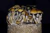 Lawsuit alleges man fell from fourth-floor window during unsupervised psilocybin therapy session