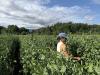 Hard work meets harvest at Wild Work Farm