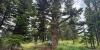 Consider the lilies — and one old Montana fir