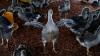 China's rising foie gras industry has France looking over its shoulder