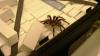 Inside the multi-million pound SPIDER trafficking trade where smugglers import venomous tarantulas to UK & sell as pets