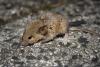 In Western Australia, a mouse plague is fouling homes, schools, and shops with the smell of decay