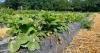 Sneak peek around the magical Grays pick your own strawberry farm 13 minutes from Surrey