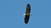 Why golden eagles are different from bald eagles 
