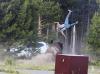 Tourist thrown 8 feet into the air by angry bison at Yellowstone National Park in shocking attack, video goes viral