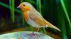 Gardeners told to stop feeding robins one everyday food in July