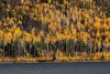 Canada researchers say aspen near communities can slow wildfires, limit their spread