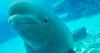 US aquariums to rescue 28 beluga whales from Canada's Marineland