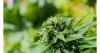 Police find cannabis plantation with more than 4,600 plants in Fthiotida