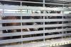 First shipment of pregnant heifers from Brazil received for herd expansion initiative