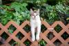 Is it a problem for cats to eat insects? Researchers are probing feline diets to find out