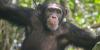 Chimpanzees Keep Throwing Stones at the Same Trees – Scientists Want To Know Why