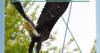 Art and photo contest for DNR hard card licenses