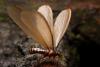 Termite swarm overwhelms Mississippi softball championship as invasive species spreads beyond coast