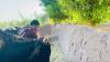 Rising costs squeeze dairy farmers in western Afghanistan