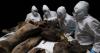 Always Trust the Science? Researchers Learn Their Woolly Mammoth Backbone Actually Belonged to Whale