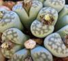 Govt acts to stop illegal lithops trafficking
