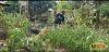 SMALL PLOTS, BIG HARVESTS: How climate-smart farming is helping refugees feed their families
