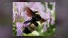 Illinois designates bumblebee species as official State Bee