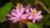 Scientists Uncover New Plant Species Hidden in Plain Sight for More Than 100 Years