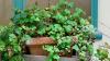 Seeds planted for gardening show