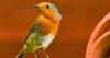 Gardeners warned to stop leaving out one common food for robins in July