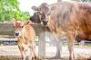 Public tender launched to assist Santa Rosa, farmers, and livestock breeders