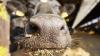 Farmers warned potential impact of heat stress on cows far from over