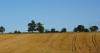 Harvest season underway with farmer safety top of mind in Essex County