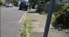 Residents oppose Kingston Council’s annual weed spray programme