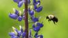 Busy bees: Enjoy these photos from around New Brunswick