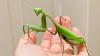 Two Asian praying mantises are spreading across Europe, and scientists warn they threaten wildlife