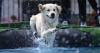 New data reveals the most popular dog breeds in each state