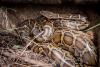 Florida trackers bushwhack through swarming bugs to reach 10-foot python guarding her eggs