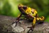 Why Neighboring Poison Frogs Sound Nothing Like Each Other
