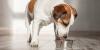 FDA Announces Recall of Popular Dog Food Over Possible “Foreign Material” Contamination