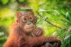 Abandoned 11-week-old orangutan makes overnight Irish Sea journey to a new home in England