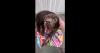 State Police seek information about abandoned dog