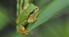 Japanese Team Finds Frog Bacteria That Wipes Out Cancer Tumors With a Single Dose