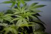 Virginia might’ve accidentally legalized weed sales, prosecutor says