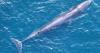 Amid scrutiny, research reinforces rare Gulf whale is a unique species