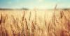 Yuma Ag & You: How wheat keeps our farms fresh