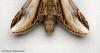 Illinois Extension to offer moth program Aug. 6 in Putnam