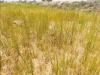 El Nino Tests Cambodia’s Food System as Rice Fields Dry Up