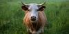 Azores begins cattle testing over health fears surrounding heavy metal pollution around Lajes Air Base