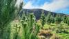 Ikea has 43,000 hectares of forest in New Zealand - we went to have a look